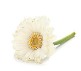 Lying white gerbera flower