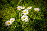 Daisies in green meadow