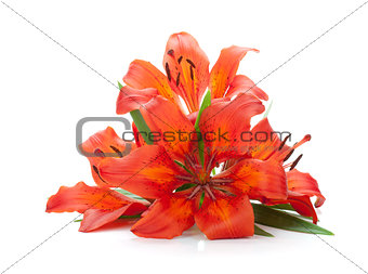 Three red lily