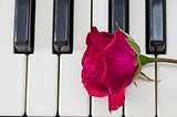 Rose over piano keys