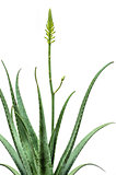 Blooming Aloe Vera isolated