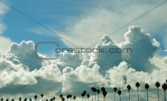 Cloudy sky with row of palm trees