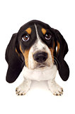Basset Hound Puppy From Above Isolated on a White Background