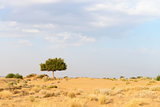 One rhejri tree in desert undet cloudy sky