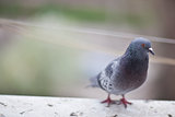 urban pigeon 