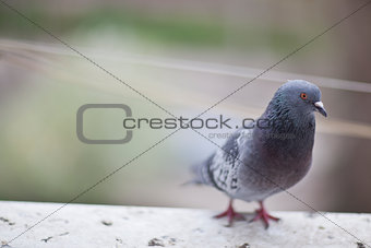 urban pigeon 