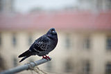 urban pigeon