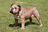 The English Bulldog on the green grass