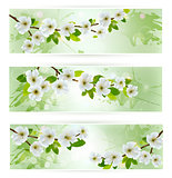Three nature banners with blossoming tree branches. Vector illus