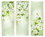 Three banners with blossoming tree branches. Vector illustration