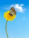 Nature background with butterfly on a yellow dandelion. Vector.