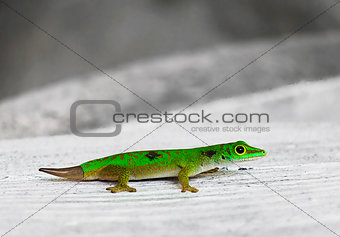 The little green geckos. Seychelles