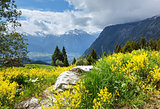 Yellow wild flowers on summer mountain slope 
