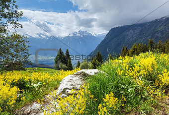 Yellow wild flowers on summer mountain slope 