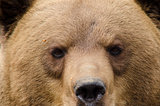 Face of a brown bear