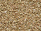 buckwheat grains