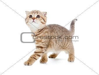 walking kitten or cat striped Scottish fold isolated studio sho
