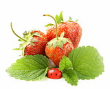 ripe organic strawberries with green leaf
