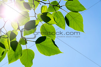 Branch green leafes in sunny day