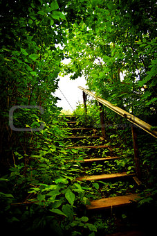 staircase in a thicket