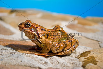 Young moor frog is sitting on a stone