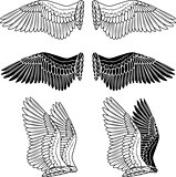 Dove wings