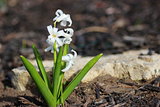 White Spring Early Arrival