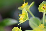 Tiny Lime green and yellow flowers