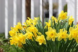 Yellow daffodils with white fence