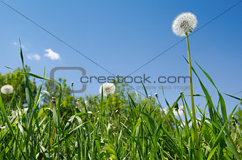 dandelion on green field