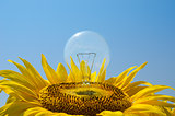 bulb in sunflower