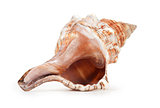 Marine sea shell isolated on white
