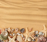 sea shells and sand. Background