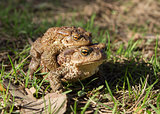 two frogs - european toad (couple)