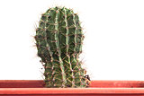 Garden: Cactus