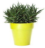 Green plant in light green pot