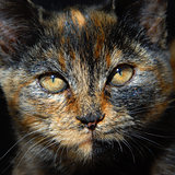 Amber Eyes in Calico Face
