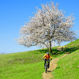 Cyclist Riding the Bike on the Green Hill with Beautiful Tree