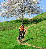 Cyclist Riding the Bike on the Green Hill with Beautiful Tree
