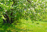 Beautiful spring tree with fresh green leaves and white flowers