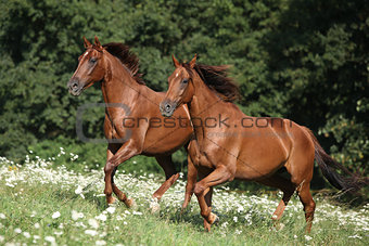 Two brown horses running