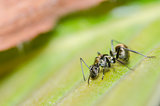 Black ant on the leaf