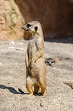 Side view of suricate on the lookout