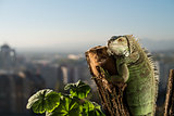 iguana posing