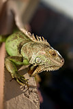iguana posing
