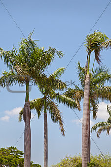 Coconut royal palm trees on a blue sky