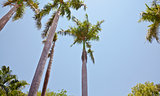 Arragement of royal coconut palms trees blue clear sky