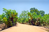 Landscape tropical red gravel drive road path