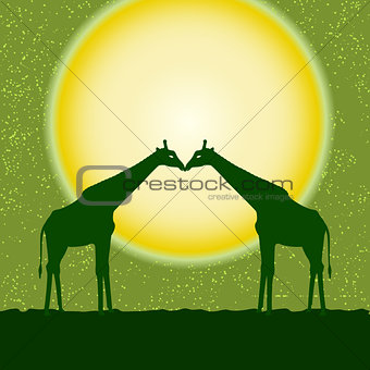 Vector card with two giraffes