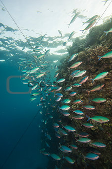Shoal of red sea fusiliers on a reef